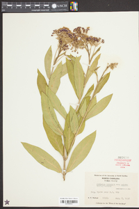 Asclepias incarnata subsp. pulchra image