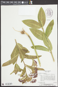 Asclepias incarnata subsp. pulchra image