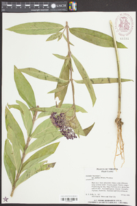 Asclepias incarnata subsp. pulchra image