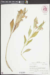 Asclepias perennis image