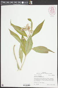 Asclepias perennis image