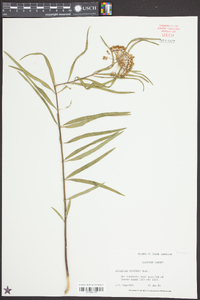 Asclepias longifolia image