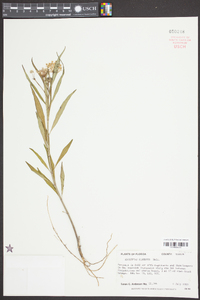 Asclepias perennis image