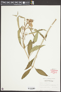 Asclepias perennis image