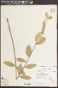 Asclepias viridiflora image