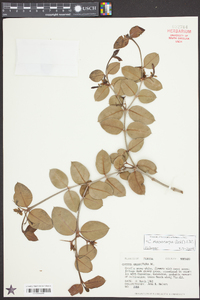 Carissa macrocarpa image