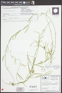 Cynanchum angustifolium image