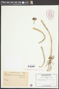 Ceropegia macrocarpa subsp. macrocarpa image