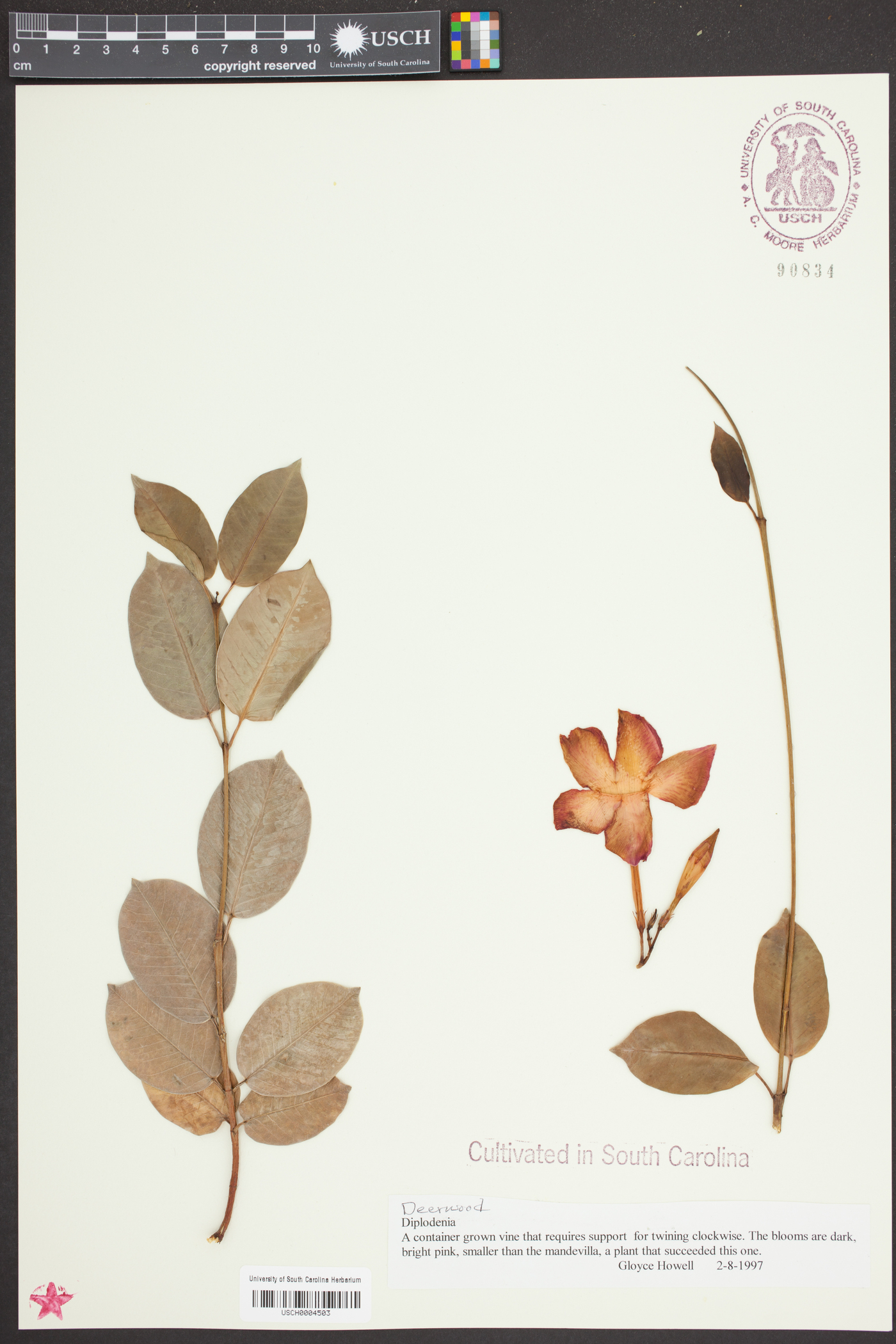 Dipladenia image
