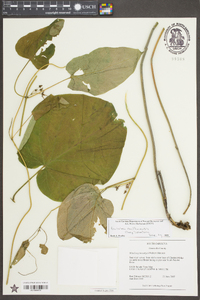 Matelea carolinensis image