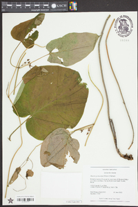 Matelea carolinensis image