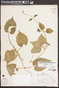 Matelea decipiens image