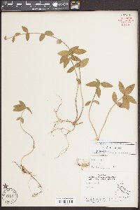 Vinca minor image