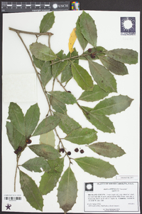 Ilex pseudoumbelliformis image