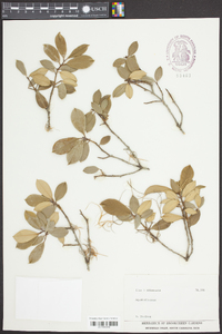 Ilex pseudoumbelliformis image