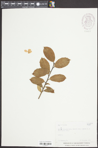 Ilex pseudoumbelliformis image