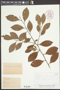 Ilex coriacea image