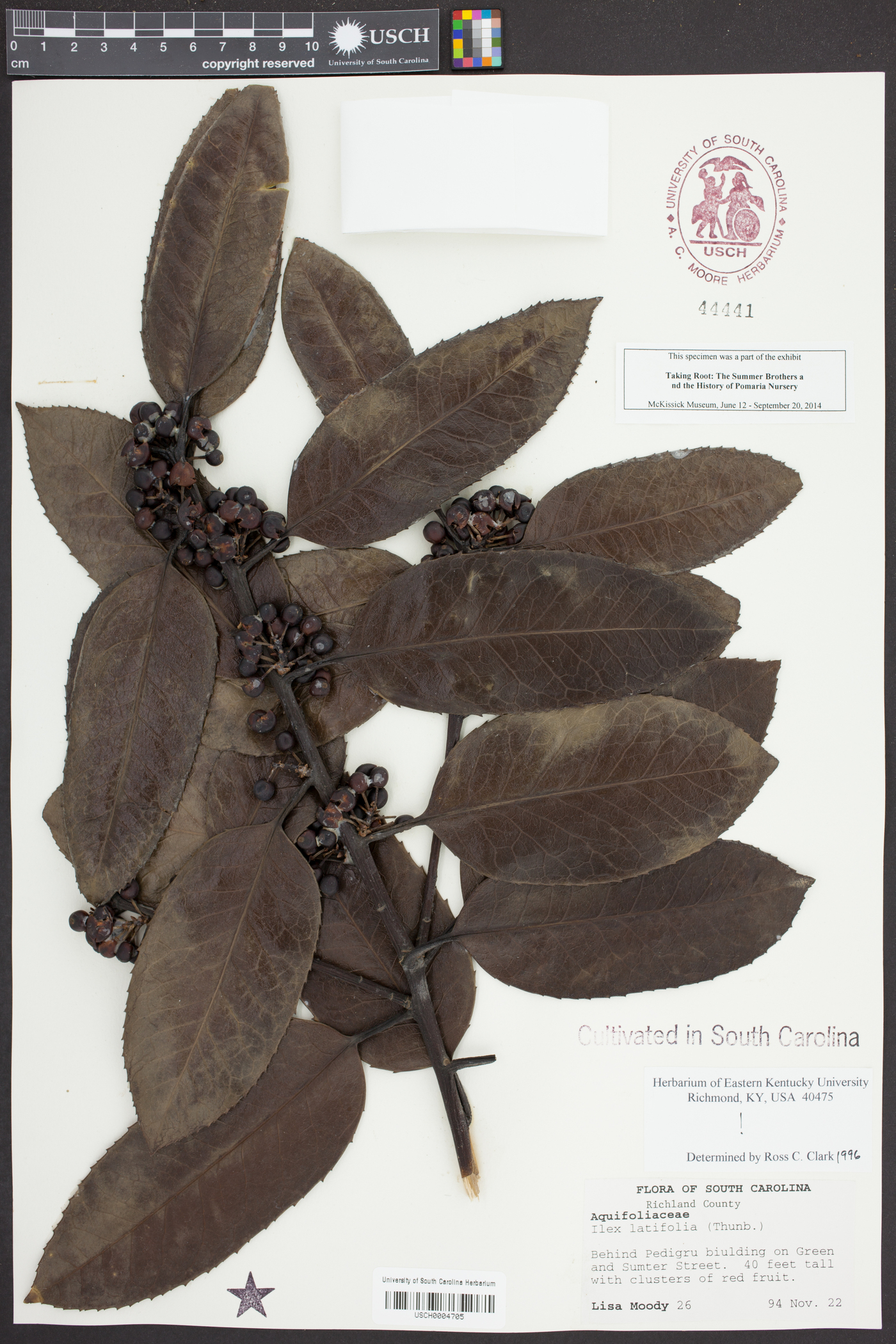 Ilex latifolia image