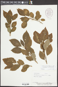 Ilex montana image