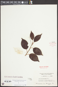 Ilex pedunculosa image