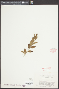 Ilex pubescens image