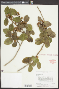 Ilex cornuta image