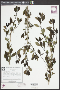 Ilex longipes image