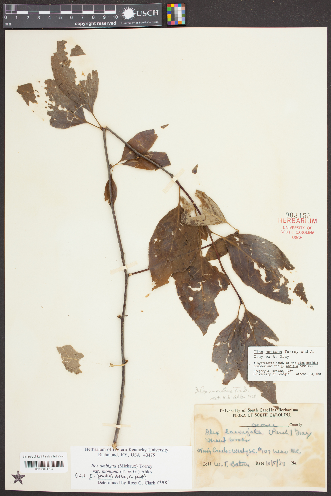 Ilex ambigua var. montana image