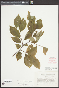 Ilex ambigua image