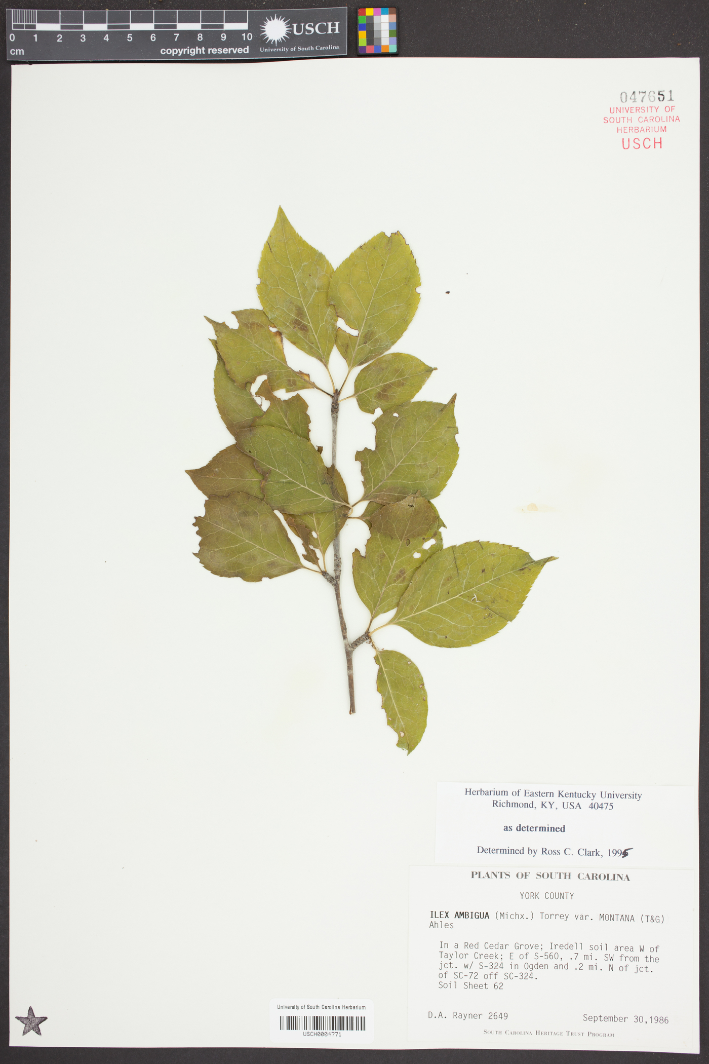 Ilex ambigua var. montana image