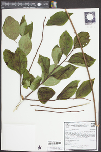 Ilex ambigua image