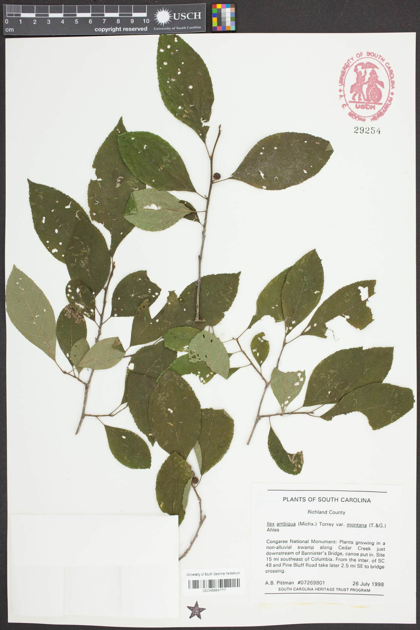 Ilex ambigua var. montana image