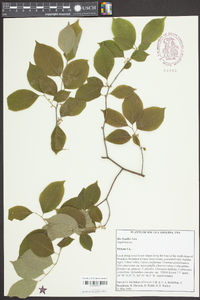 Ilex ambigua image