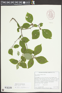 Ilex ambigua image