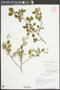 Ilex ambigua image