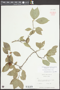 Ilex ambigua image