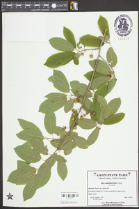 Ilex amelanchier image