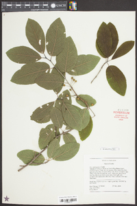 Ilex amelanchier image