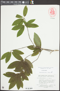 Ilex amelanchier image