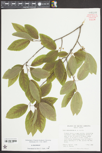 Ilex amelanchier image