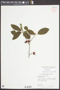 Ilex amelanchier image