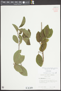 Ilex amelanchier image