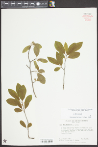 Ilex amelanchier image