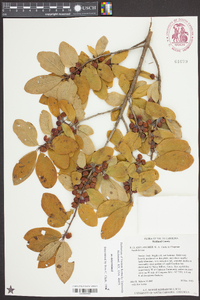 Ilex amelanchier image