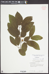 Ilex amelanchier image