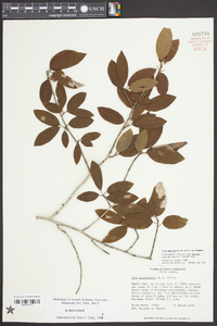 Ilex amelanchier image