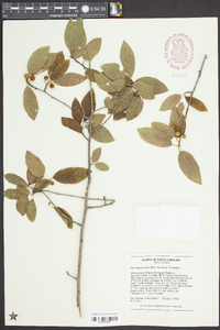 Ilex amelanchier image