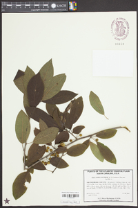 Ilex amelanchier image