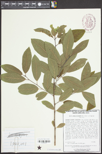 Ilex amelanchier image