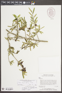 Ilex myrtifolia image